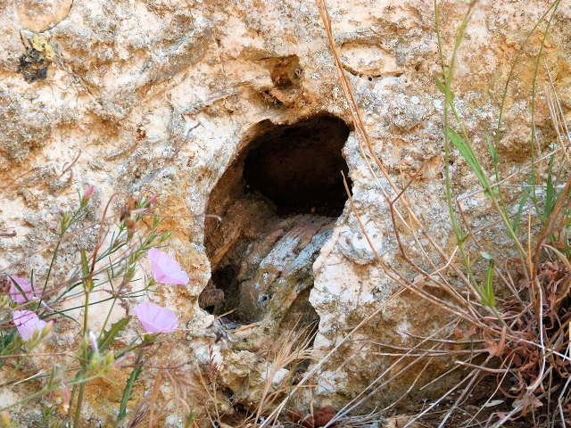 PREMANTURA > Monte Kopo > Hohlweg mit Versteinerungen 2