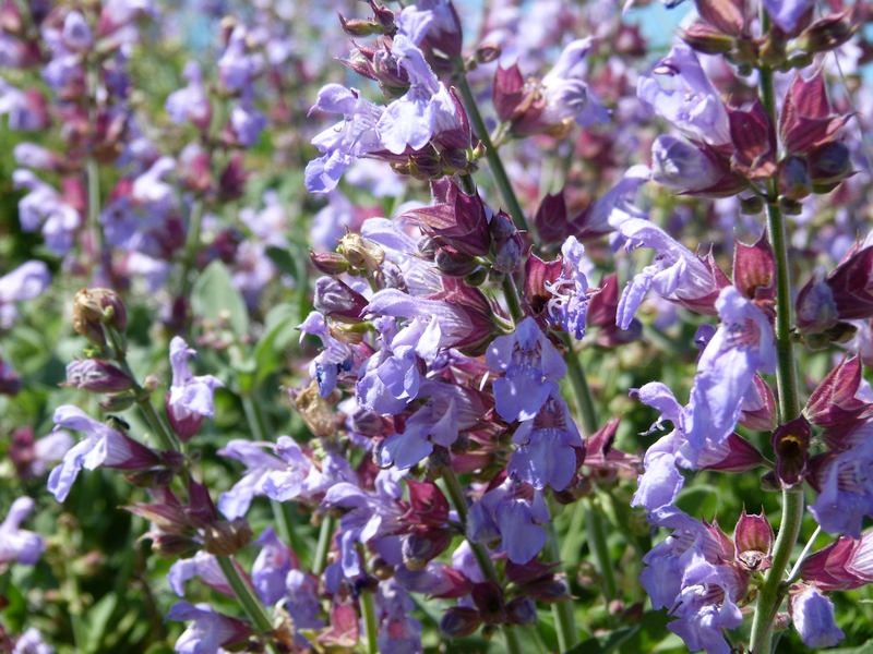 Frühling auf Kamenjak im Mai 2015 4