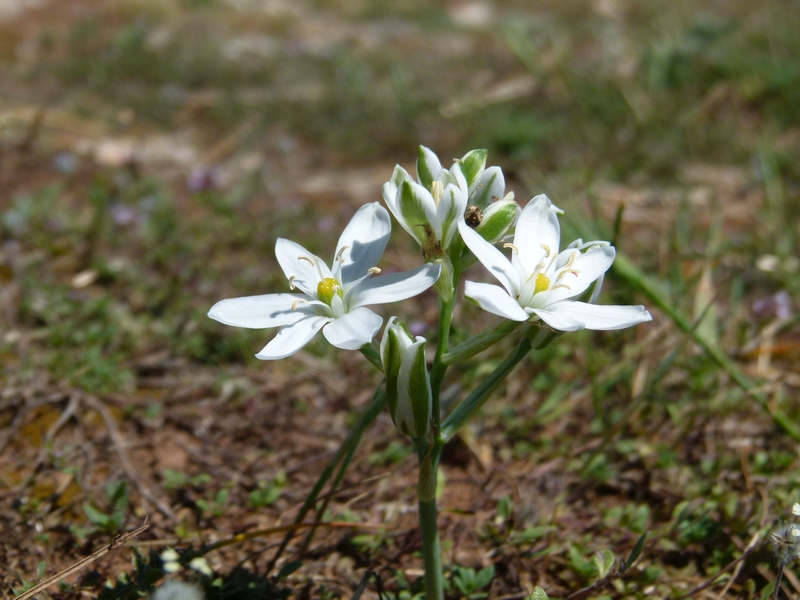 Frühling auf Kamenjak im Mai 2015 5