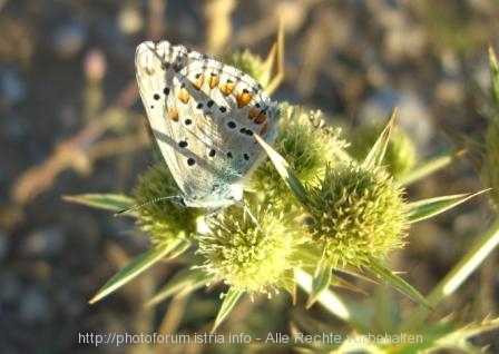 FAUNA > Schmetterling im Kamenjak
