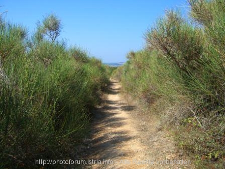 HALBINSEL KAMENJAK > Weg im Kamenjak