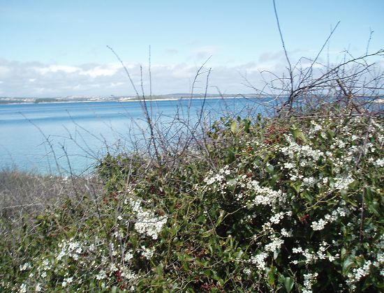 Blüten und Meer