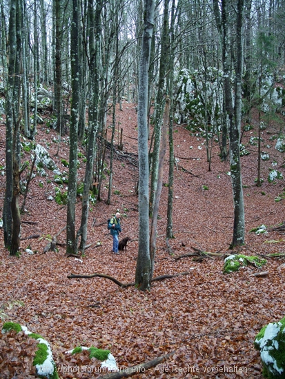 Wanderung auf den Veli Planik 14. Buchenwald