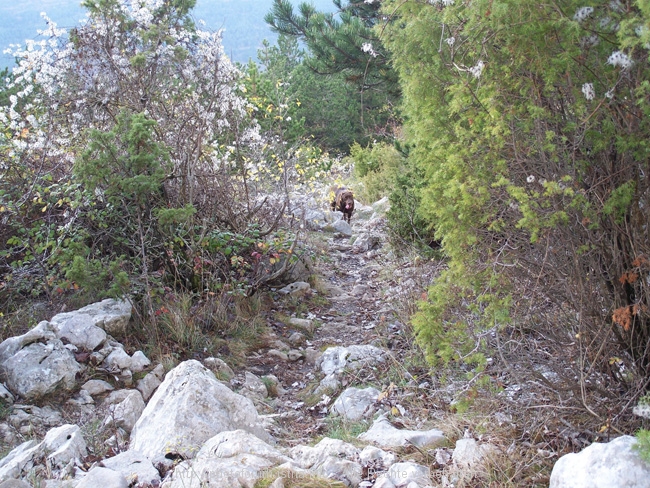 Wanderung auf den Veli Planik 7. Weg zur Hütte