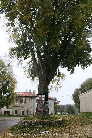 SVETI PETAR U SUMI > Hauptplatz > Baum, plakatiert