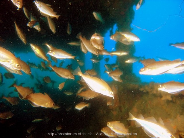 Fischsuppe am Wrack