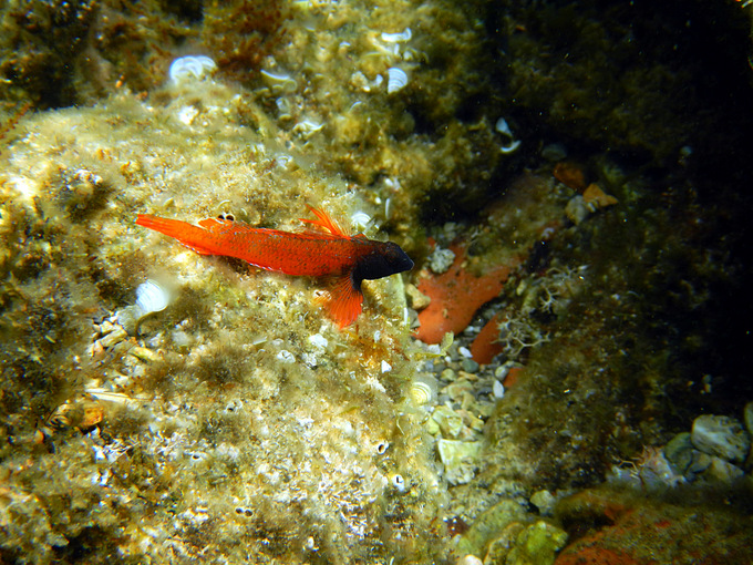 Karlobag 2012 Unterwasser 20