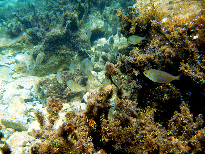 Karlobag 2012 Unterwasser 44