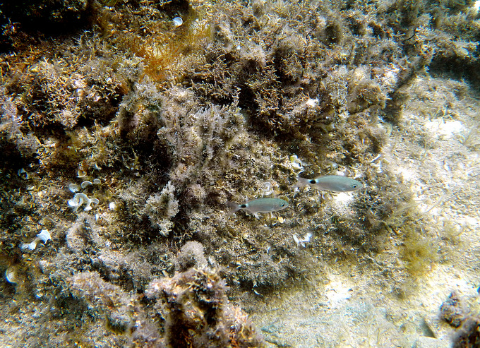Karlobag 2012 Unterwasser 27