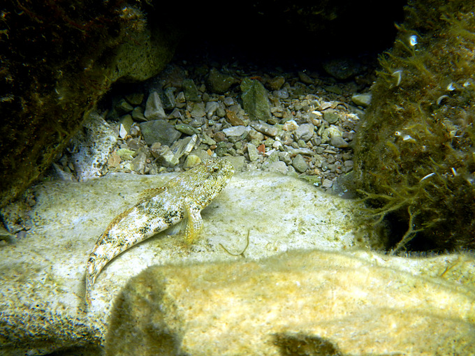 Karlobag 2012 Unterwasser 25