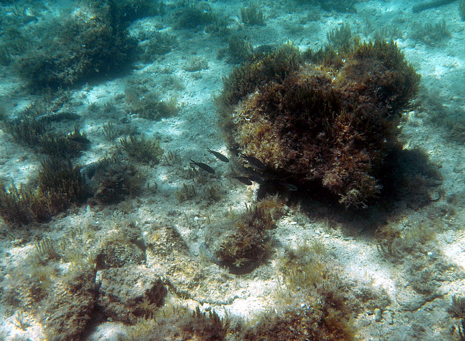 Karlobag 2012 Unterwasser 39