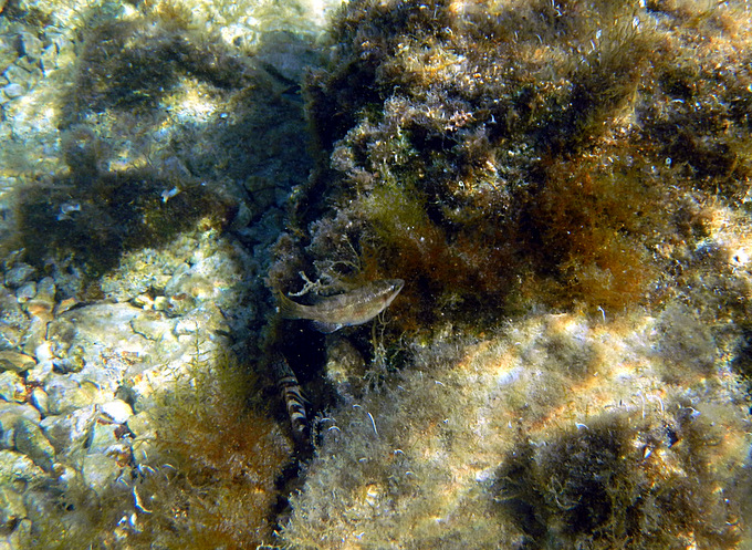 Karlobag 2012 Unterwasser 43