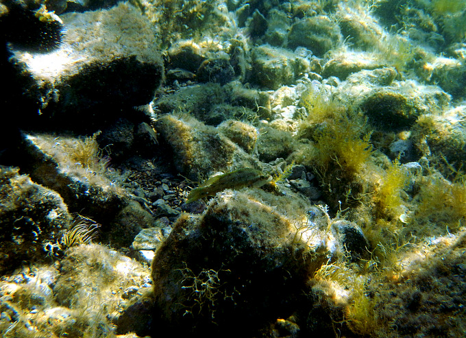 Karlobag 2012 Unterwasser 42