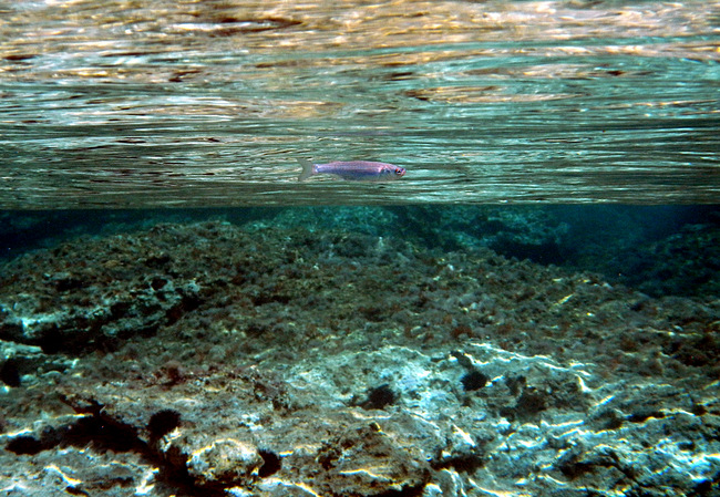 Insel Korcula: KARBUNI > Unterwasser