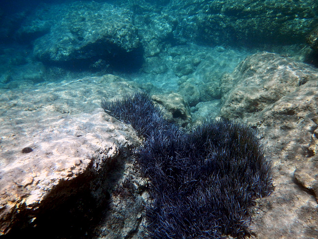 Insel Korcula: KARBUNI > Unterwasser 4