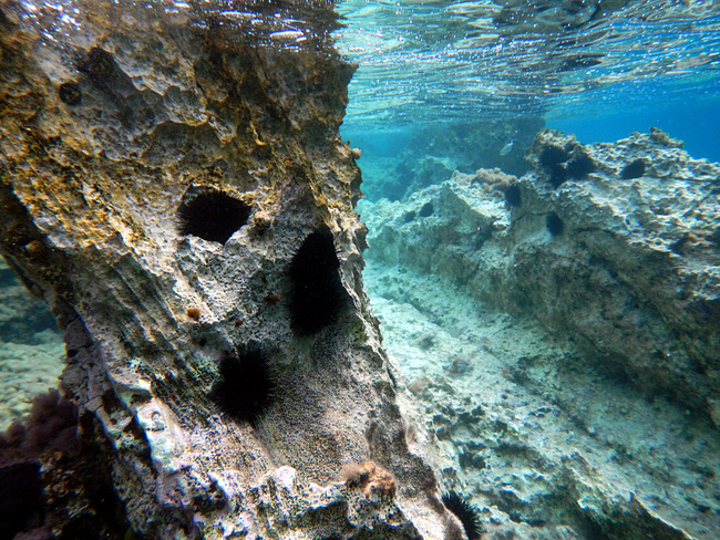 Insel Korcula: KARBUNI > Unterwasser 9