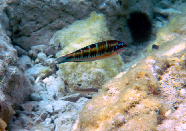 Insel Korcula: KARBUNI > Unterwasser 17