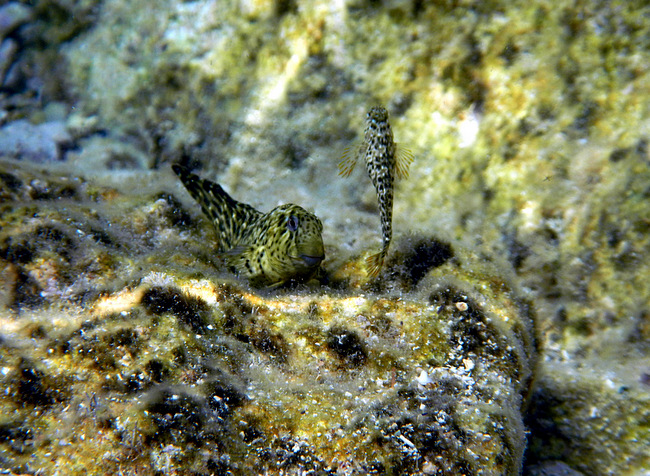 Insel Korcula: KARBUNI > Unterwasser 16