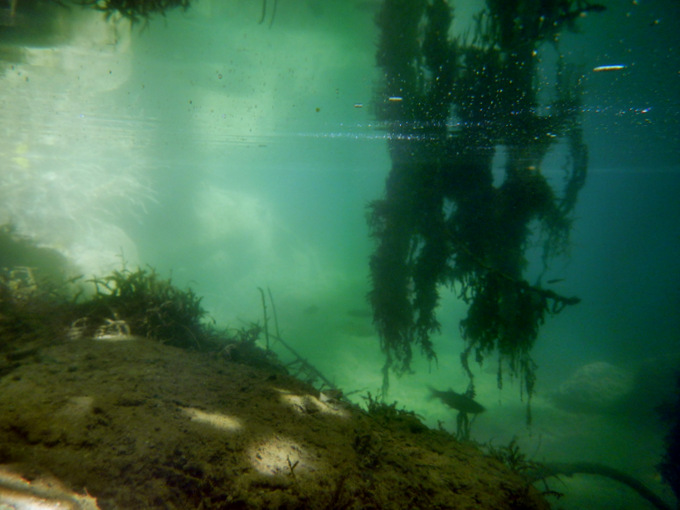 KRKA NATIONALPARK > unter Wasser