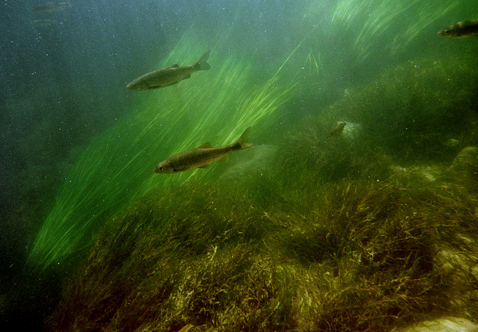 KRKA NATIONALPARK > Fische4