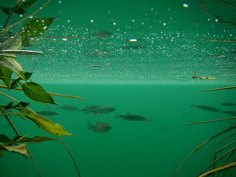 NP Plitvicer Seen > Unter Wasser