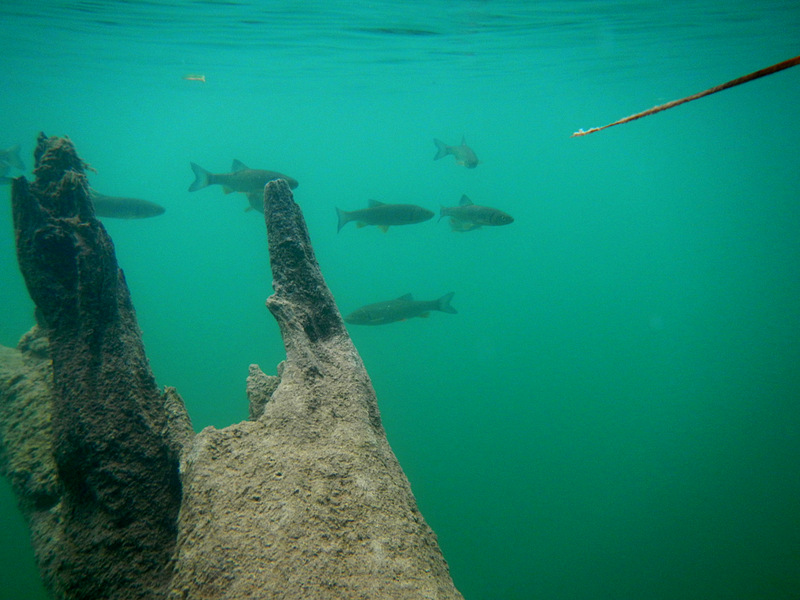 Plitvicer Seen unter Wasser