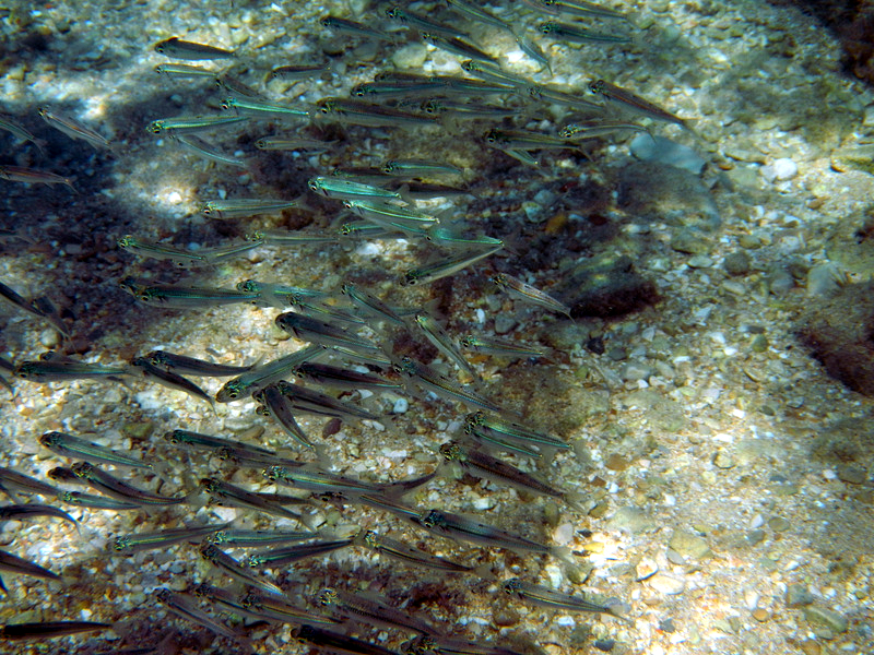 kleine Ährenfische