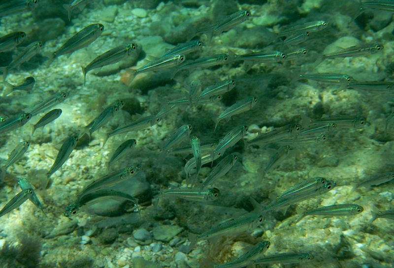 Schwarm kleine Ährenfische