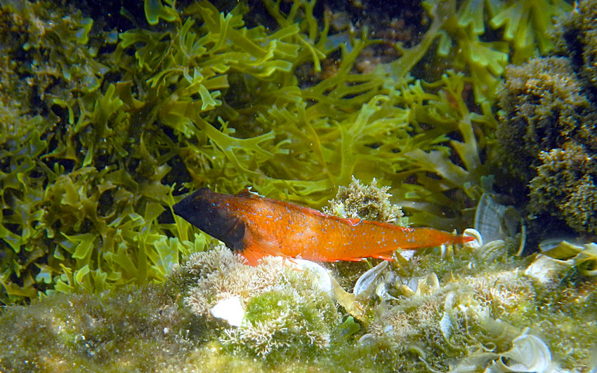 Roter Spitzkopf-Schleimfisch