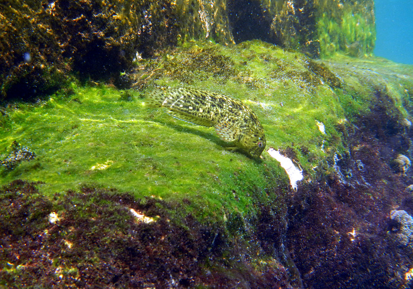 Blutstriemen-Schleimfisch