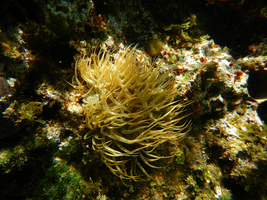 Anemone