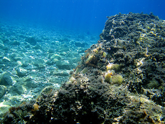 UNTERWASSER > vor Marusici/Dalmatien