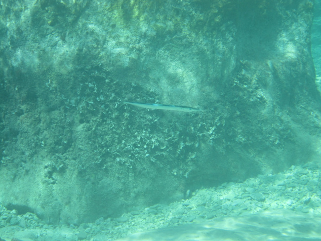 Adria>Wasser u.Meer>Unterwasseraufnahmen