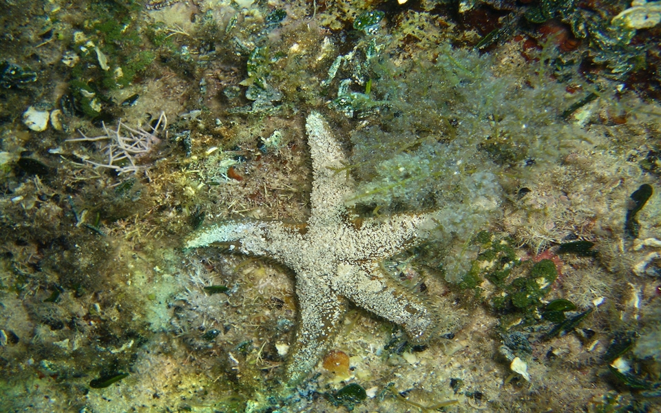 * Istrien: RAVNI > Kleiner brauner Seestern (Astropecten spinulosus Philippi)