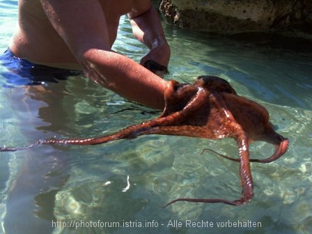 Octopus bei Cres