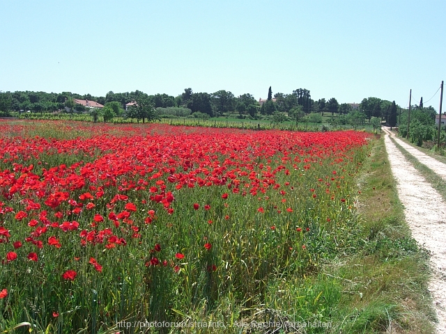 FLORA > Klatschmohnfeld