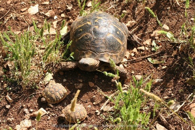 FAUNA > Zwei Generationen