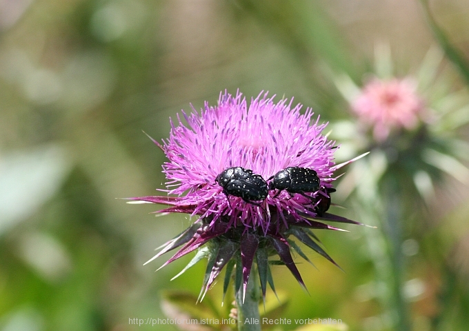 FAUNA/FLORA > Distel mit Käfern