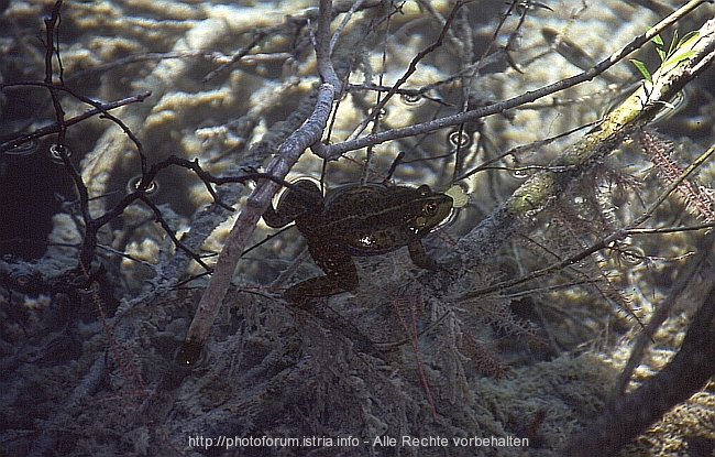 FAUNA/FLORA > Guten Appetit an der Wasseroberfläche