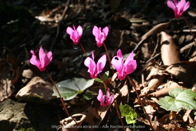 FLORA > Frühblüher im Halbschatten