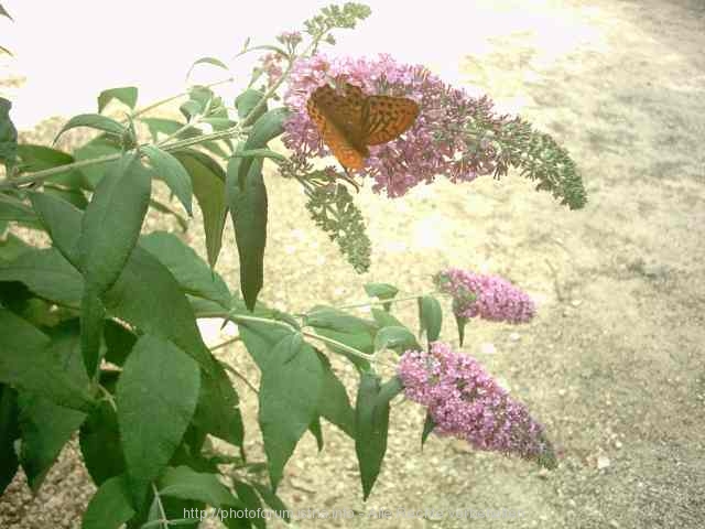 FAUNA/FLORA > Besuch am Campingplatz