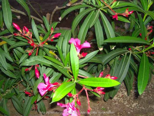 FLORA > Blühender Oleander