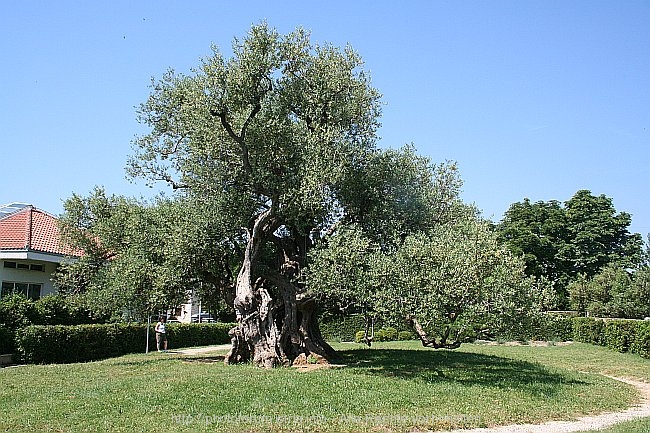 FLORA > Alter Olivenbaum