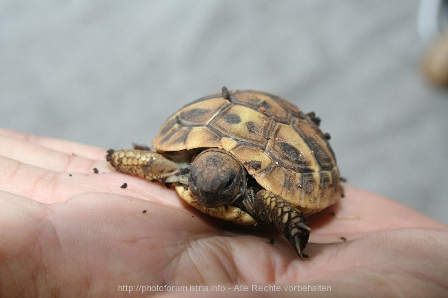 FAUNA > Schildkrötenbaby