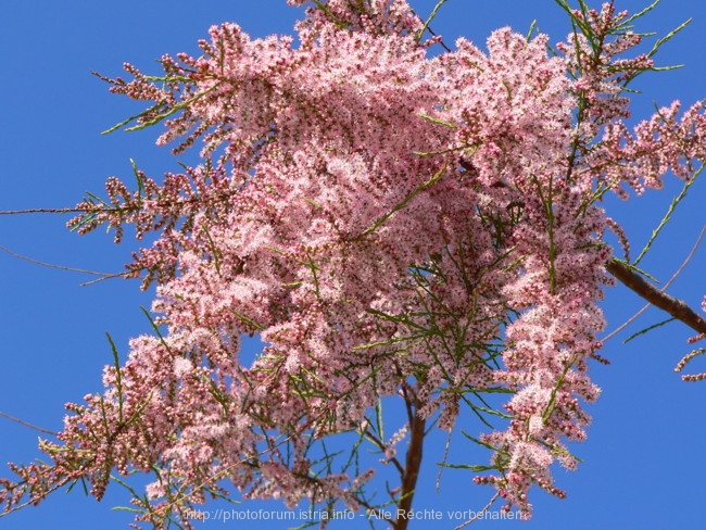 FLORA > Promenadenbaum in der Blüte