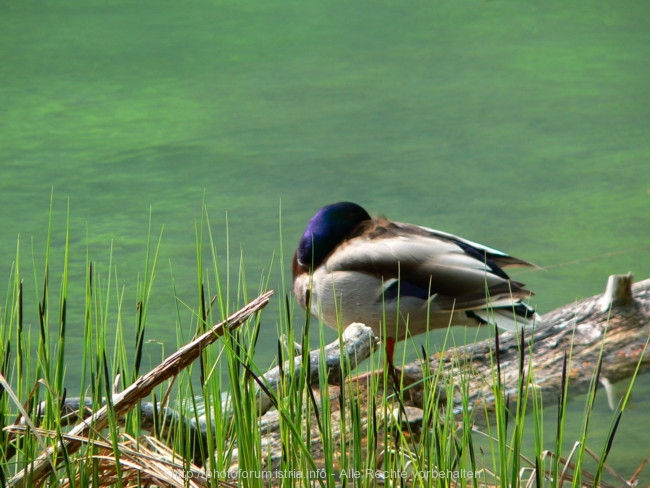 FAUNA > Gefiederter Freund