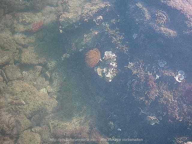 FAUNA/FLORA > Unterwasserwelt