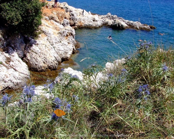 Flora und Fauna am Strand von Prtlog