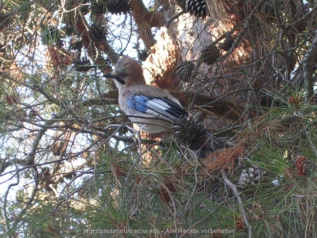 CP Tasalera: Leckerchen