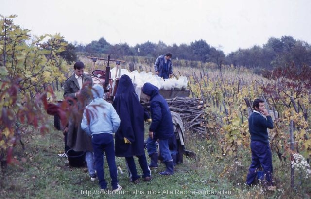 Weinlese in Kroatien